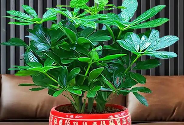 風(fēng)水大師分享辦公桌招財(cái)?shù)臄[件