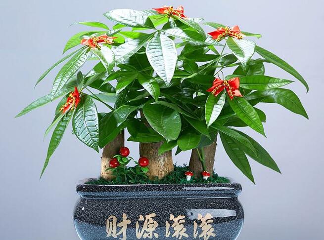 風(fēng)水師講述客廳招財(cái)植物精選與養(yǎng)護(hù)全攻略